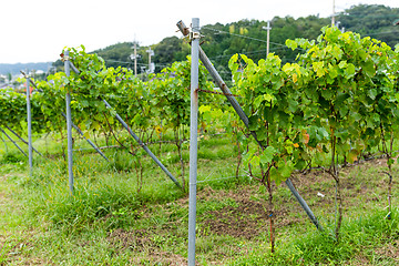 Image showing Grapevine