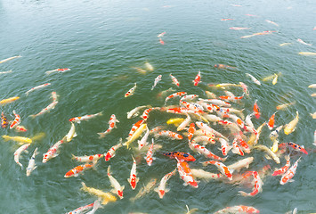 Image showing Koi fish swim on the pond