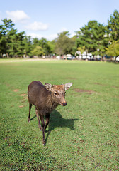 Image showing Young Red deer