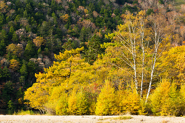 Image showing Beautiful autumn forest