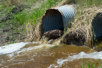 Image showing Beaver