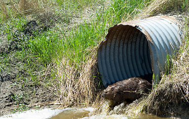 Image showing Brown Beaver