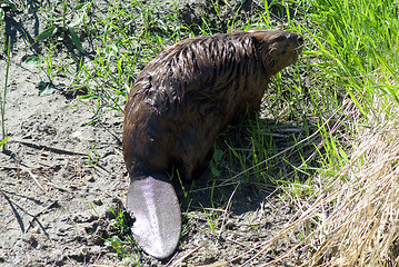 Image showing Close-up Beaver