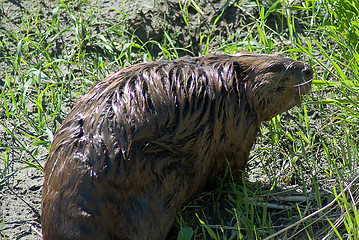 Image showing Close-up Beaver