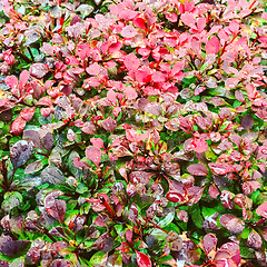 Image showing Colorful autumn bush in rain drops