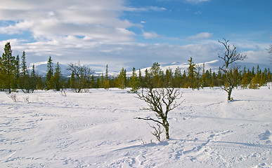 Image showing Snow and winter, cold plateau and frozen withered tree, Vålådalen, north Sweden