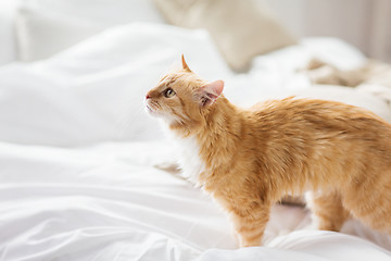 Image showing red tabby cat at home in bed