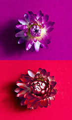 Image showing Two flower heads of everlasting flowers (strawflowers). Top view