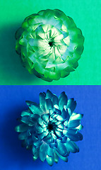 Image showing Two flower heads of everlasting flowers (strawflowers). Top view