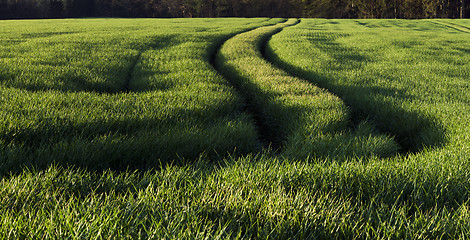 Image showing Green field in spring