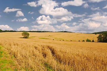 Image showing Wheat field detail