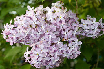 Image showing Lilacs