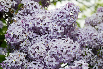 Image showing Lilac Bush