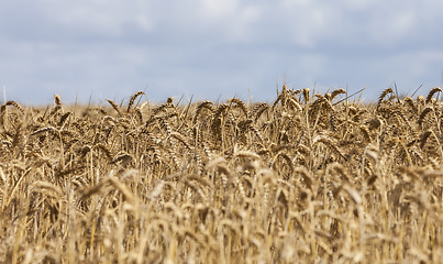 Image showing Field of Cereals