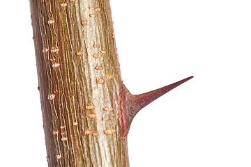 Image showing Thorns of a plant