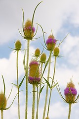 Image showing Wild plant, teasel