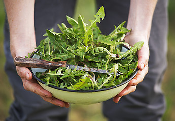 Image showing Dandelion salad