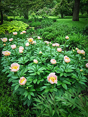 Image showing Pink peony in the beautiful summer garden