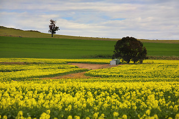 Image showing Canola crops rural Australia