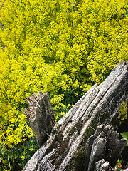 Image showing Blooming dill growing behind rustic wooden fence