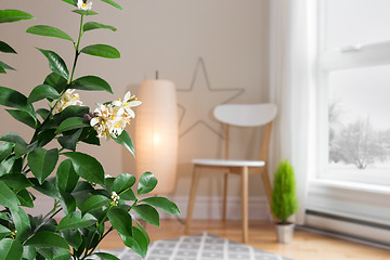 Image showing Blooming lemon tree in a cozy living room with a view