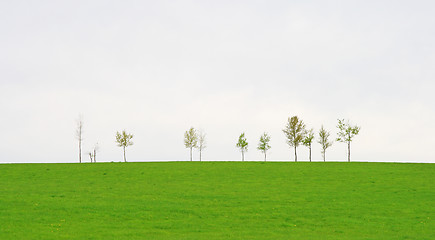 Image showing Trees on a green spring field