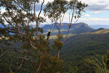 Image showing Magpie in gumtree Blue Mountains Australia