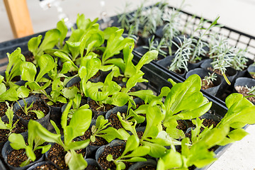 Image showing Sprout in potted