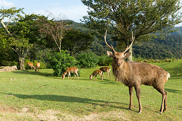 Image showing Duck Nara deer 