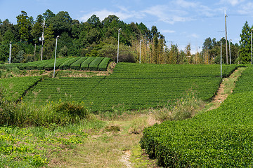 Image showing Fresh Green Tea farm