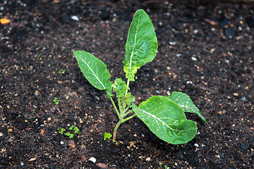 Image showing Cauliflower Plant