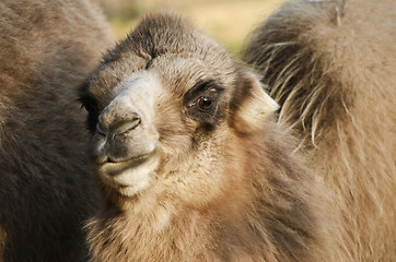 Image showing Young Of Camel