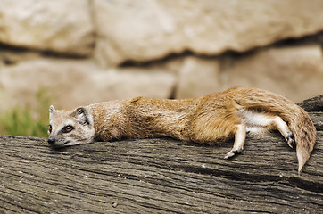 Image showing Mongoose