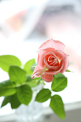 Image showing Beautiful pink rose closeup