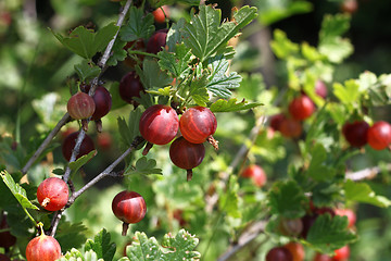 Image showing Gooseberry branch with ripe berries 