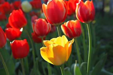 Image showing Beautiful bright red and yellow tulips