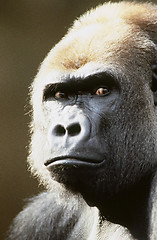 Image showing Mean gorilla.