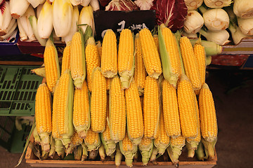 Image showing Maize