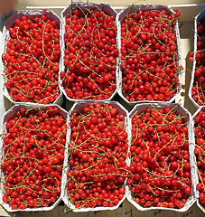 Image showing Redcurrant