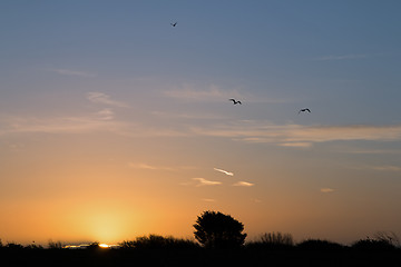 Image showing Dawn and |Birds