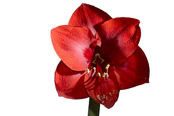 Image showing blooming red amaryllis on white background