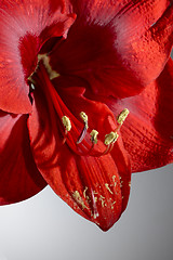 Image showing closeup of a blooming amaryllis flower