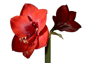 Image showing beautiful red amaryllis on white background