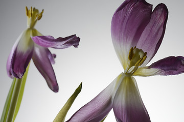 Image showing withering tulip flowers on a white