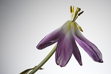 Image showing withering tulip flower on a white