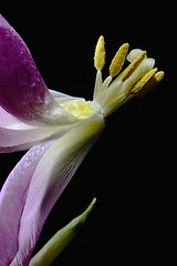 Image showing withering tulip flowers on a dark 