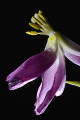 Image showing withering tulip flowers on a dark