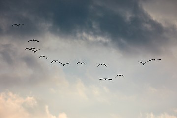 Image showing Birds Flying in Twilight