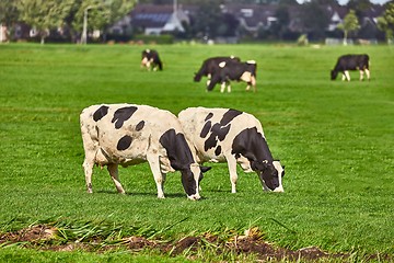 Image showing Cows on a farm