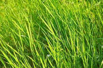 Image showing Green Grass Field